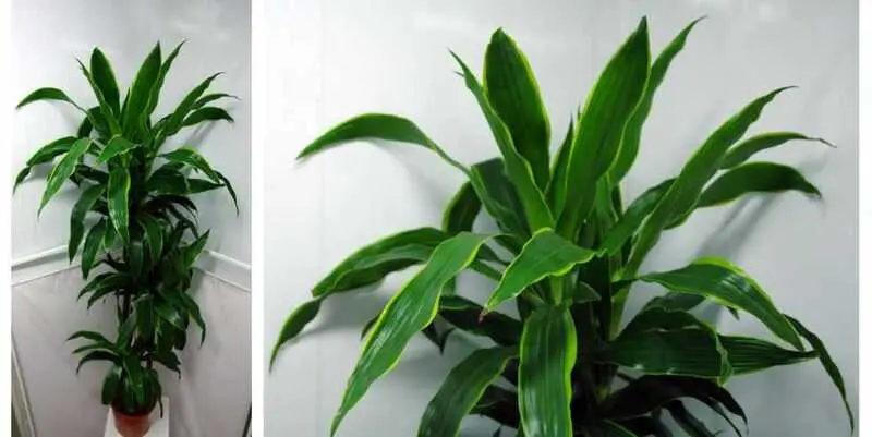 Драцена Фрагранс Джанет Крейг Д35 Н175