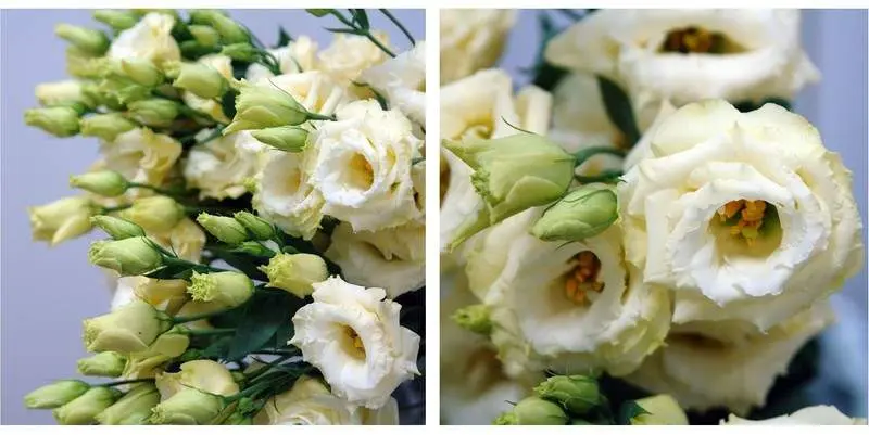 Дабл Арена Голд 