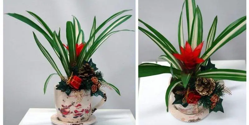 Новогодняя Композиция Гузмания с Украшениями