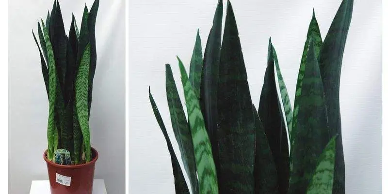 Сансевиерия Блек Корал Д21 Н85