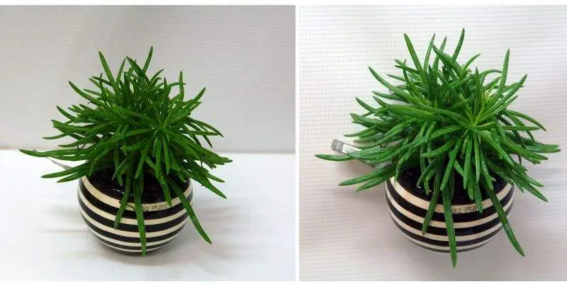 Суккулент в кашпо на магните Д5