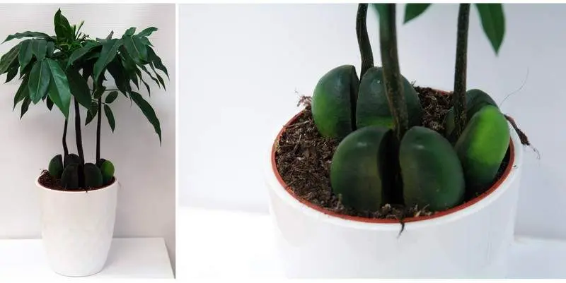 Кастаноспермум Д12 Н40